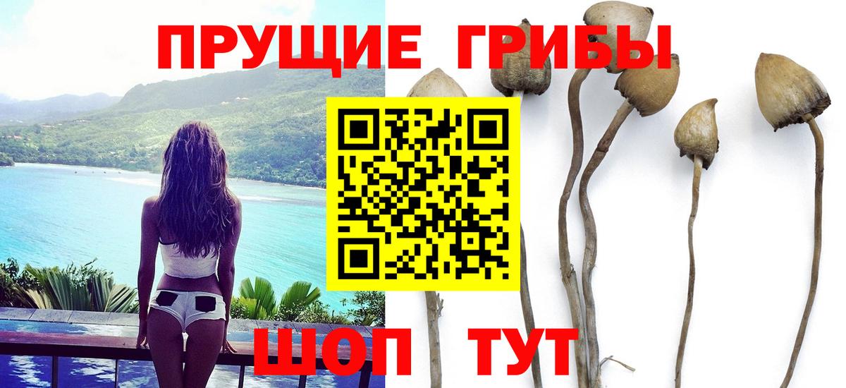 Псилоцибиновые грибы GOLDEN TEACHER Большой Камень
